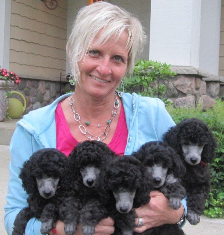 Silver toy shop poodle puppy